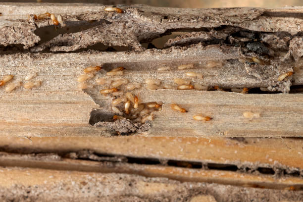 Best Ant Control Services  in Lawrence, KS